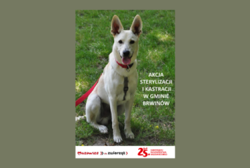 Właściciele psów mieszkający w gminie Brwinów mogą skorzystać z możliwości wykonania bezpłatnych ...